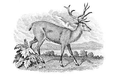 Vintage  - Deer