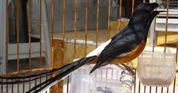 Catatan Anita Manfaat Dan Keuntungan Vitamin B Kompleks Pada