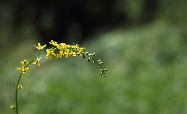 Agrimony Flowers Pictures