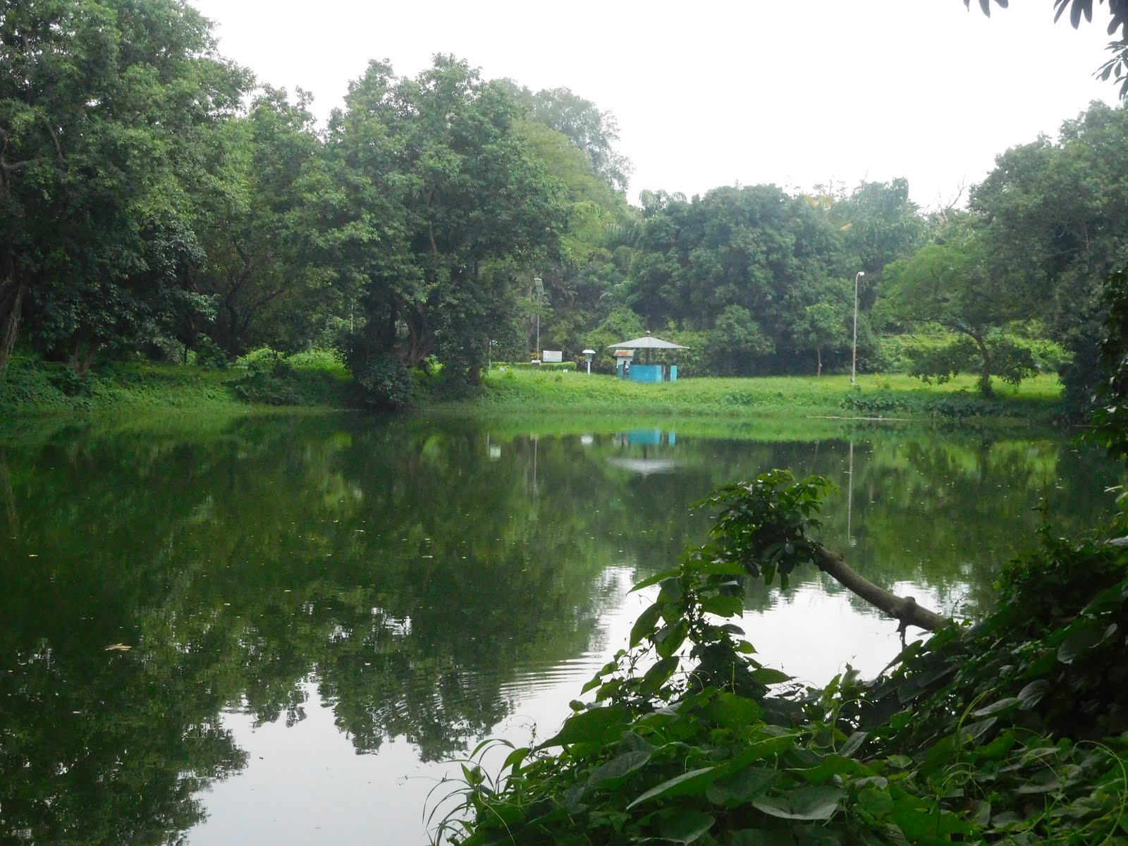 Kolkata Curry A visit to Botanical Garden