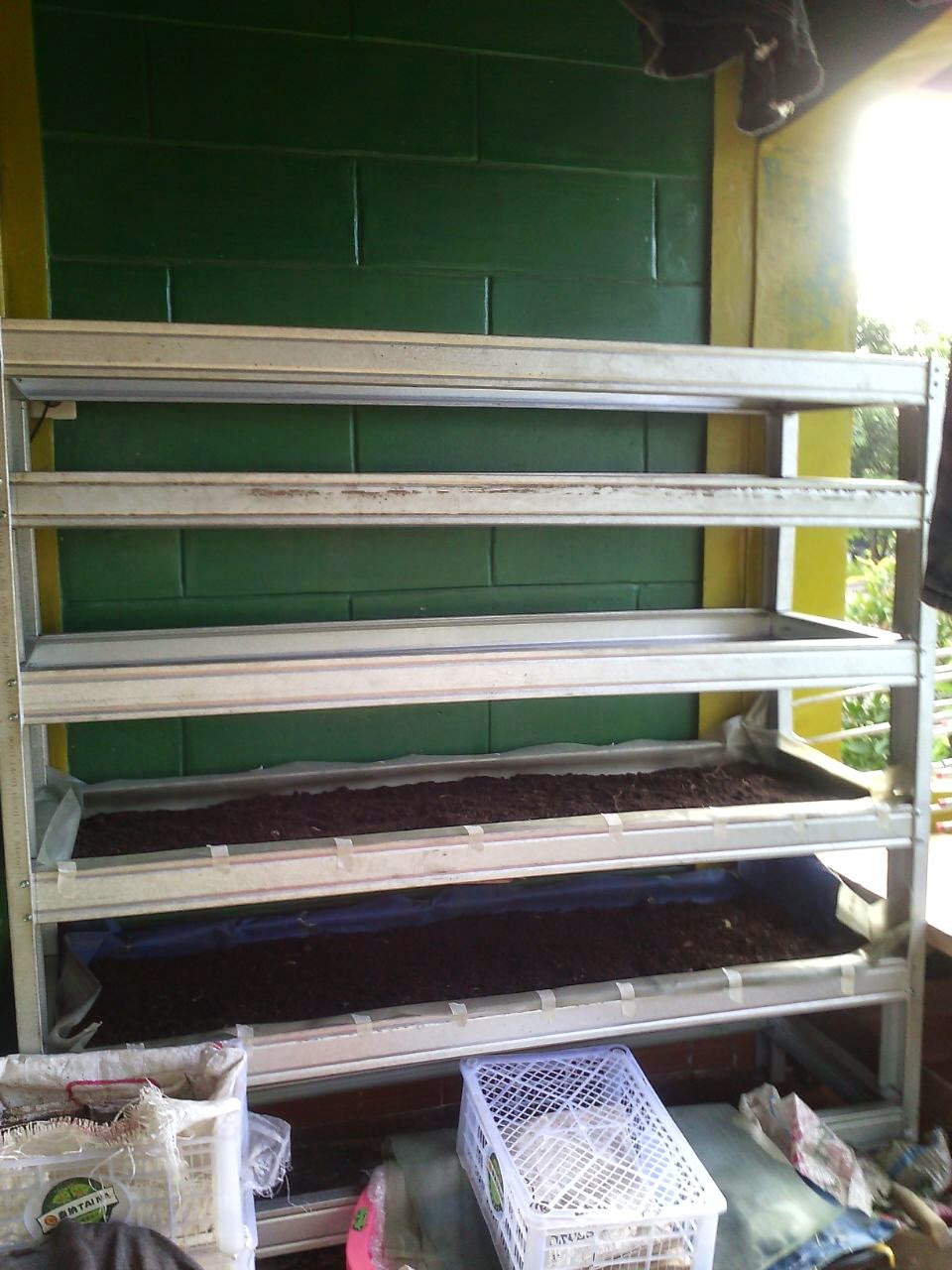 cacing jakarta indonesia cacing jual cacing budidaya cacing jakarta indonesia cacing jual cacing budidaya