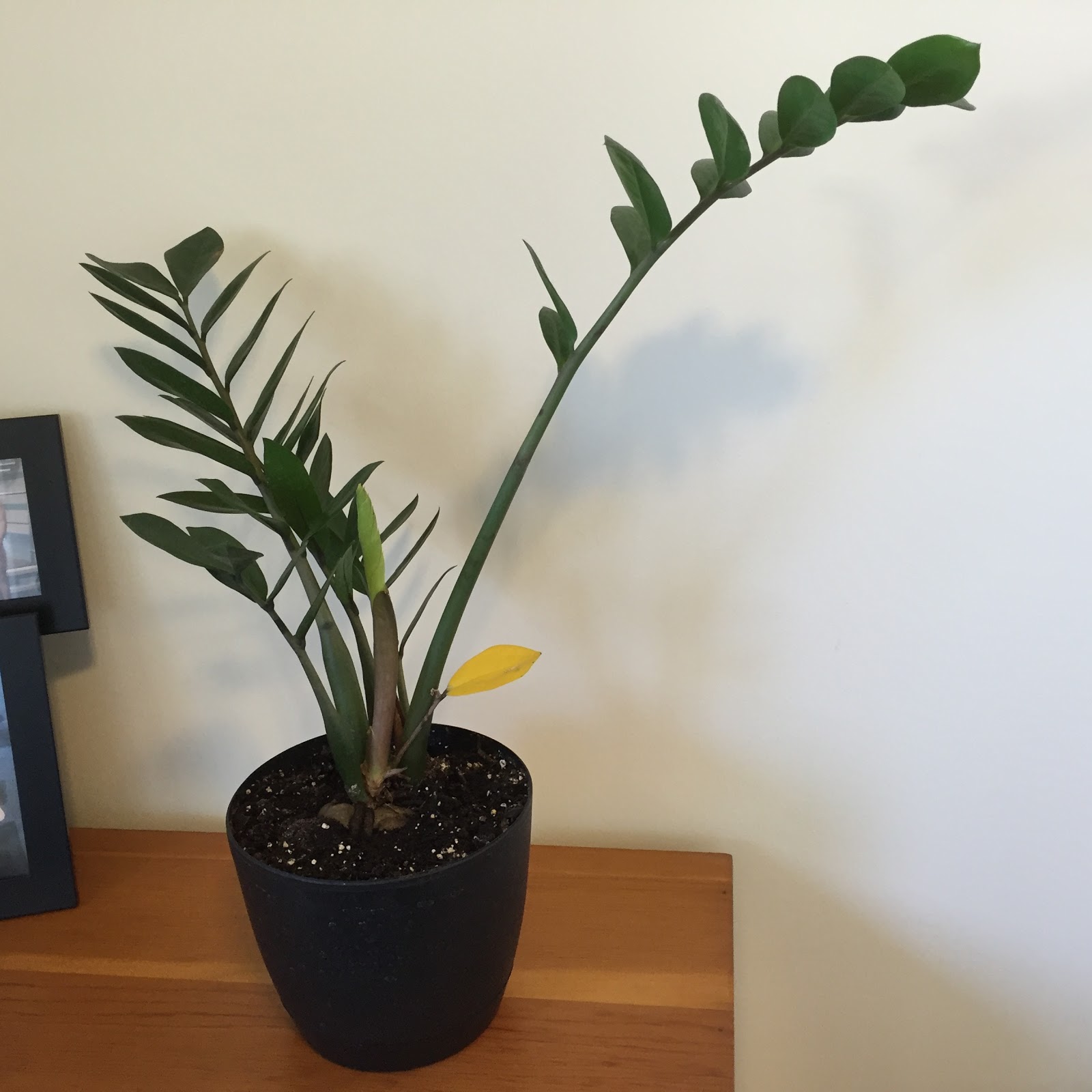 Indoor ZZ Plant with One Leaf Turning Yellow [Backyard Neophyte
