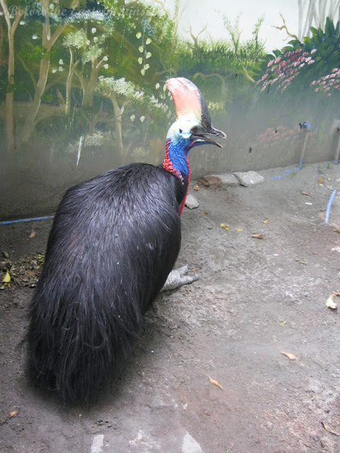 Cassowary of Manila Zoo