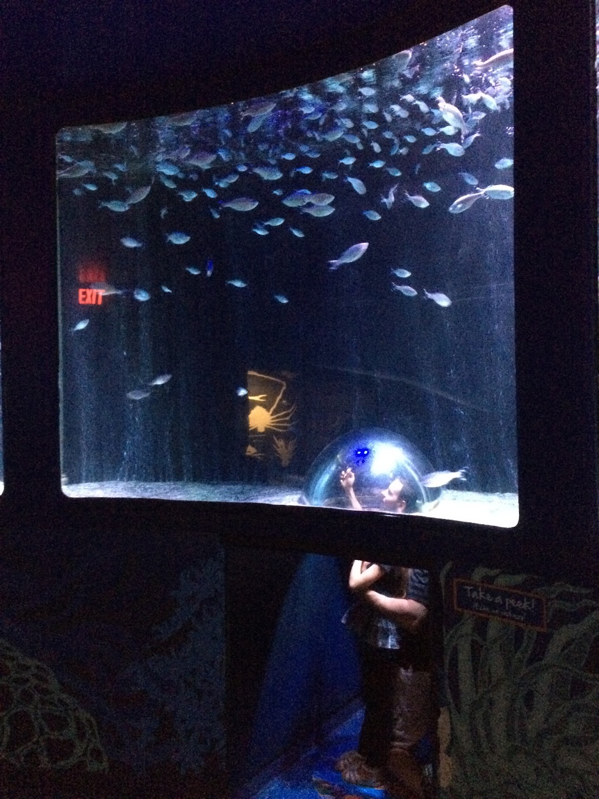 Living a Fit and Full Life Something Fun to do in Arizona Arizona Sea Life Aquarium Review