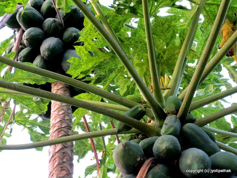 Taste of Nepal Glossary of Common Fruits of Nepal (EnglishNepali