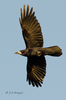 Graja, Corvus frugilegus, Rook