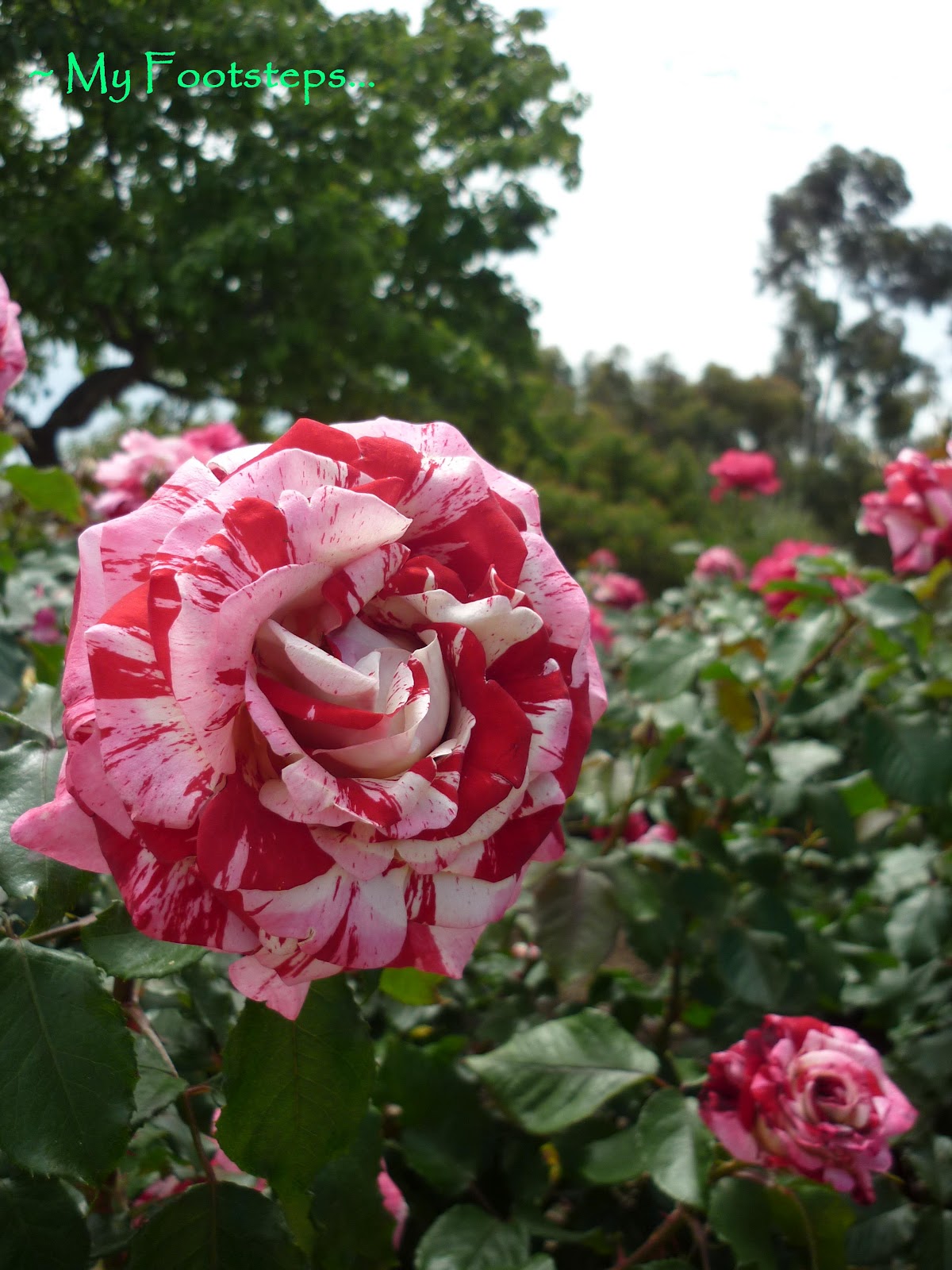 My Footsteps Roses At Rose Garden Balboa Park San Diego 2