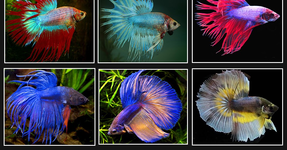 Freshwater Ecology Betta Fish Facts