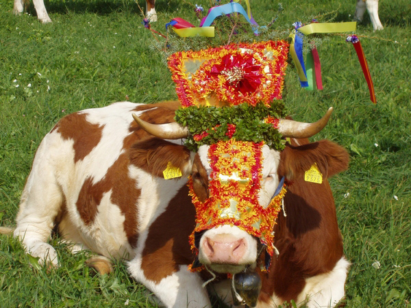 116 Best Swiss Images Swiss Swiss Recipes Swiss National Day
