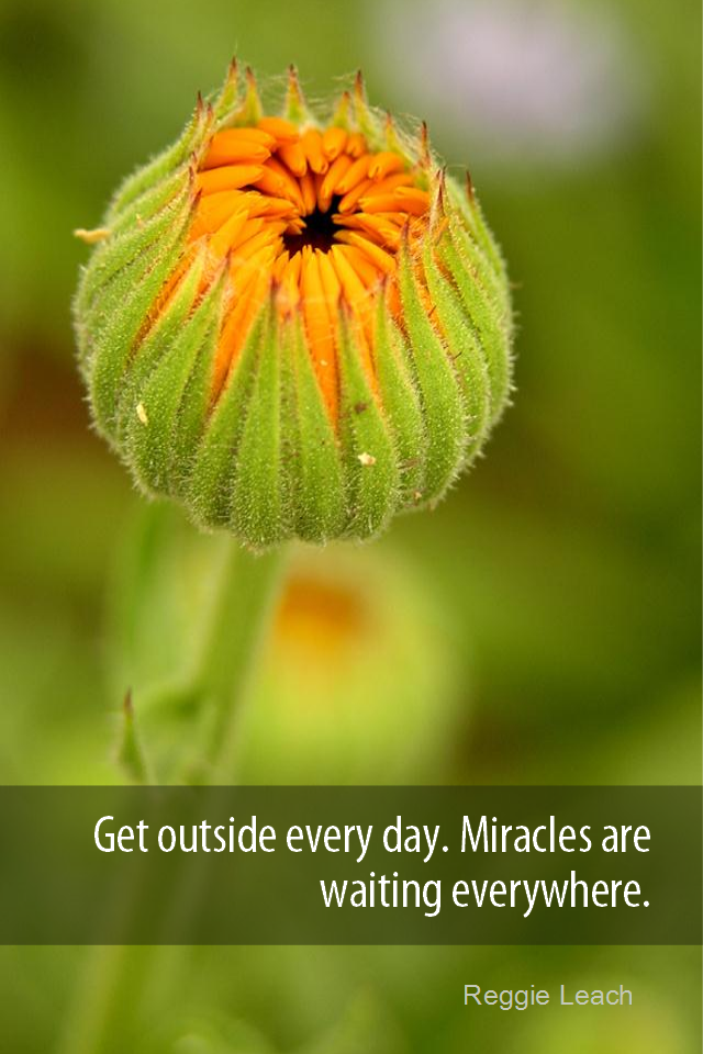 visual quote - image quotation for AWARENESS - Get outside every day. Miracles are waiting everywhere. - Reggie Leach