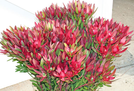 flowers for flower lovers safari sunset flowers flowers for flower lovers safari sunset flowers