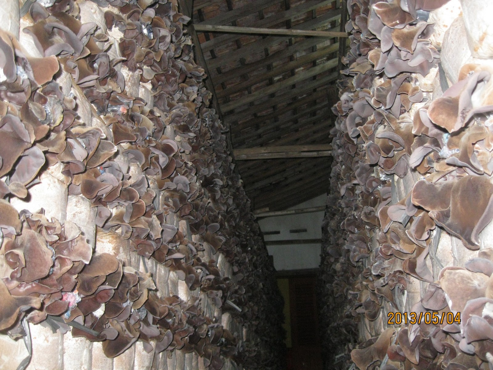 Proses Panen Jamur Kuping Jamur Segudang