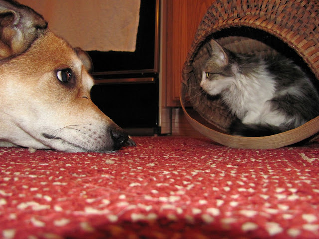 35 pictures of cats and dogs get along, cats and dogs pictures, cats and dogs are friends