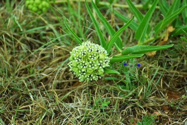 Antelope Horn Milkweed, Asclepias asperula_6026