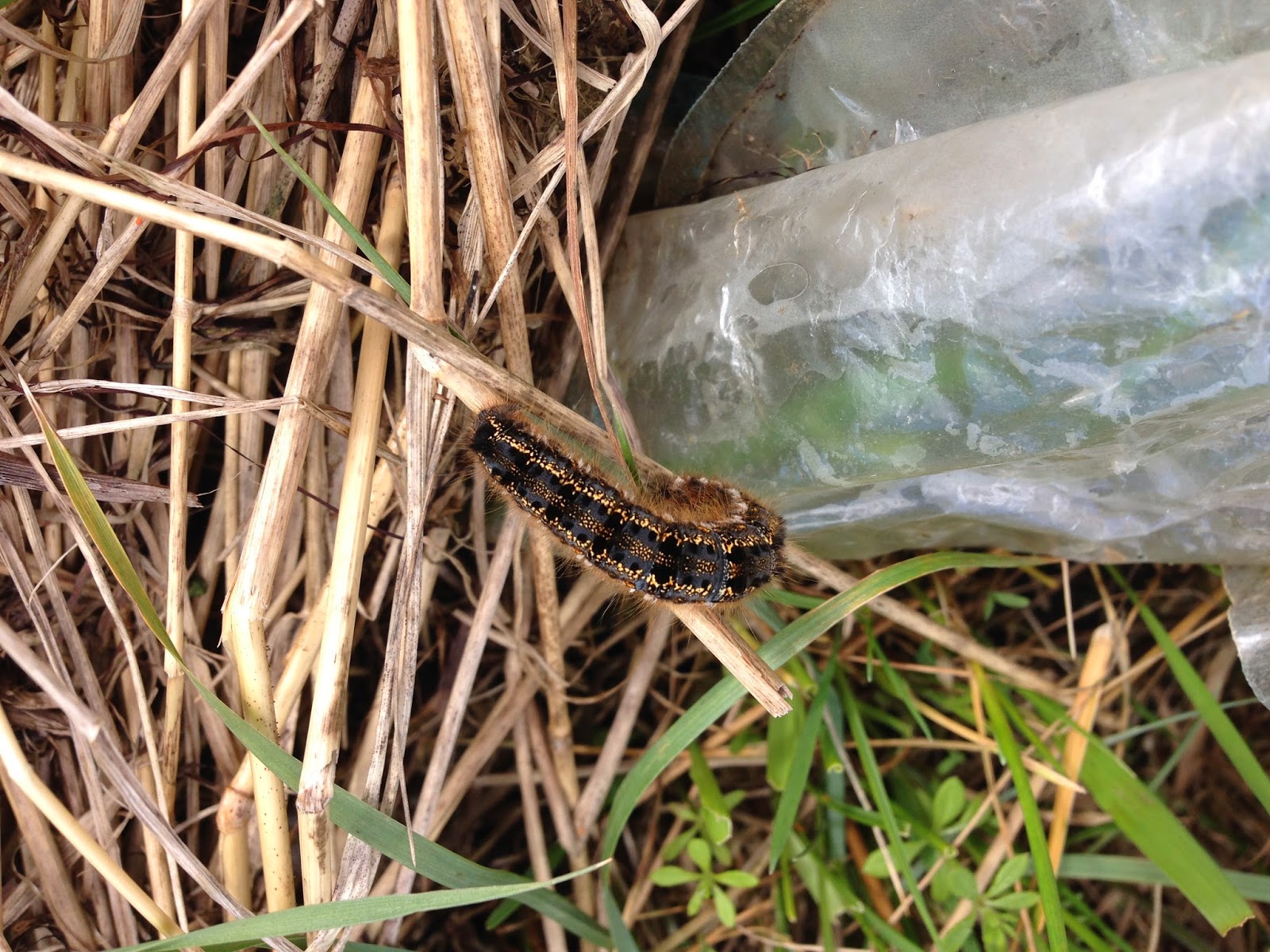 Lindisfarne National Nature Reserve 9th April Caterpillars come out