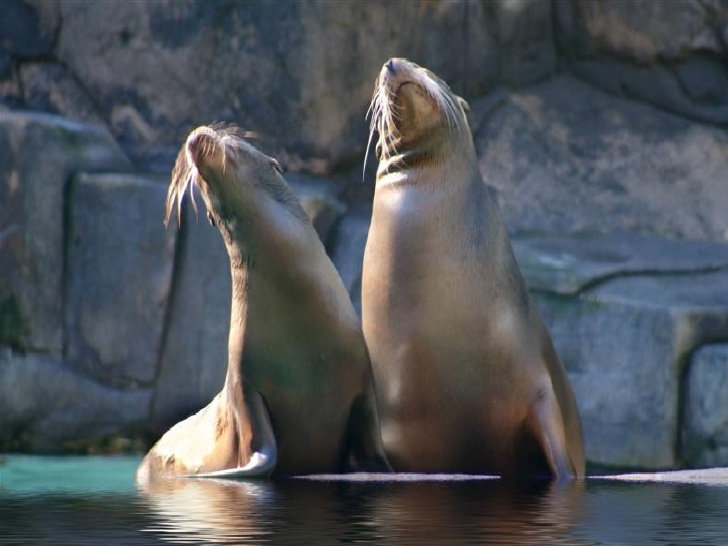 Animales Marinos Hábitat Acuático