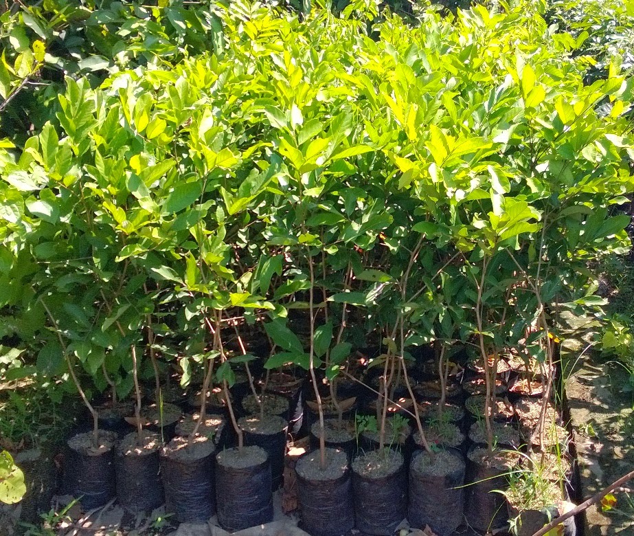 bibit tanaman murah jual bibit rambutan di tulungagung bibit tanaman murah jual bibit rambutan di tulungagung