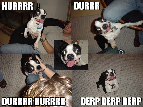 Retarded Dog Pictures