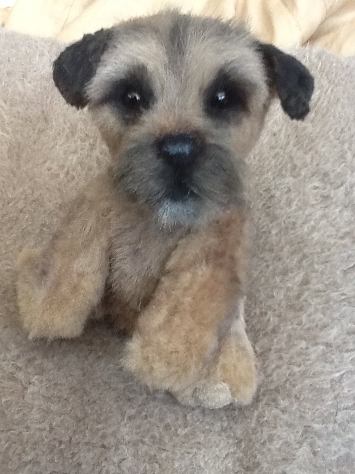 Border Terrier