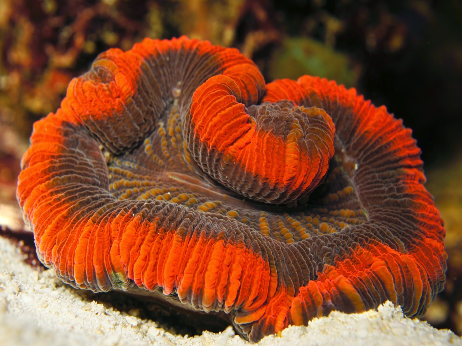 Open Brain Surgery Anyone? oops! I mean Open Brain Coral!