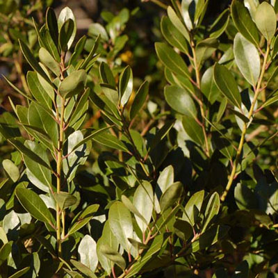 Imperial Services Best Foundation Plants For Stellar Curb Appeal