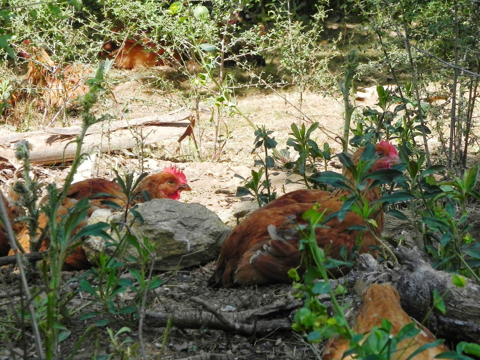pollastre ecològic online