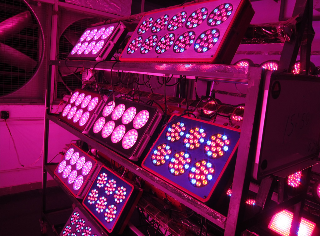 Hydroponicslights Do LEDs Lose Light Intensity with Time?What do you