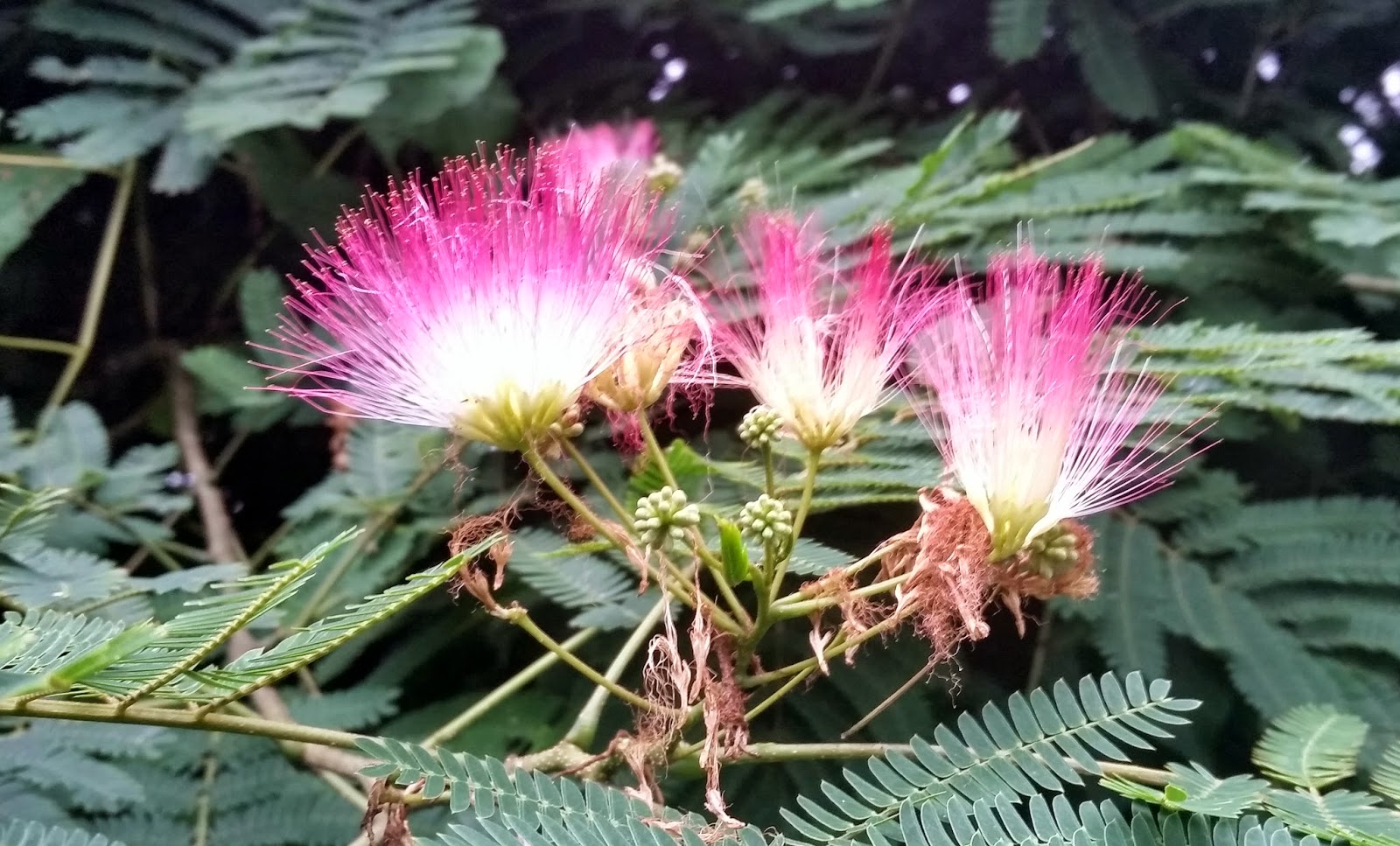 Ben S Journal Name That Tree Wispy Pink Flower Edition Don T Those Blossoms Look Like They Belong In A Tropical Paradise Or At The Very Least Botanical Garden What Heck Is This Tree Doing Randomly