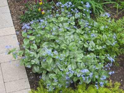 bugloss siberian brunnera macrophylla