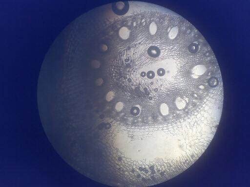 89+ Gambar Struktur Daun Zea Mays 89+ Gambar Struktur Daun Zea Mays