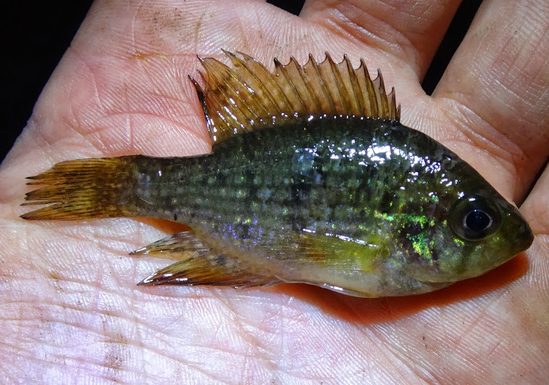 Ben Cantrell's fish species blog VA / NC trip part 5 Lake Waccamaw