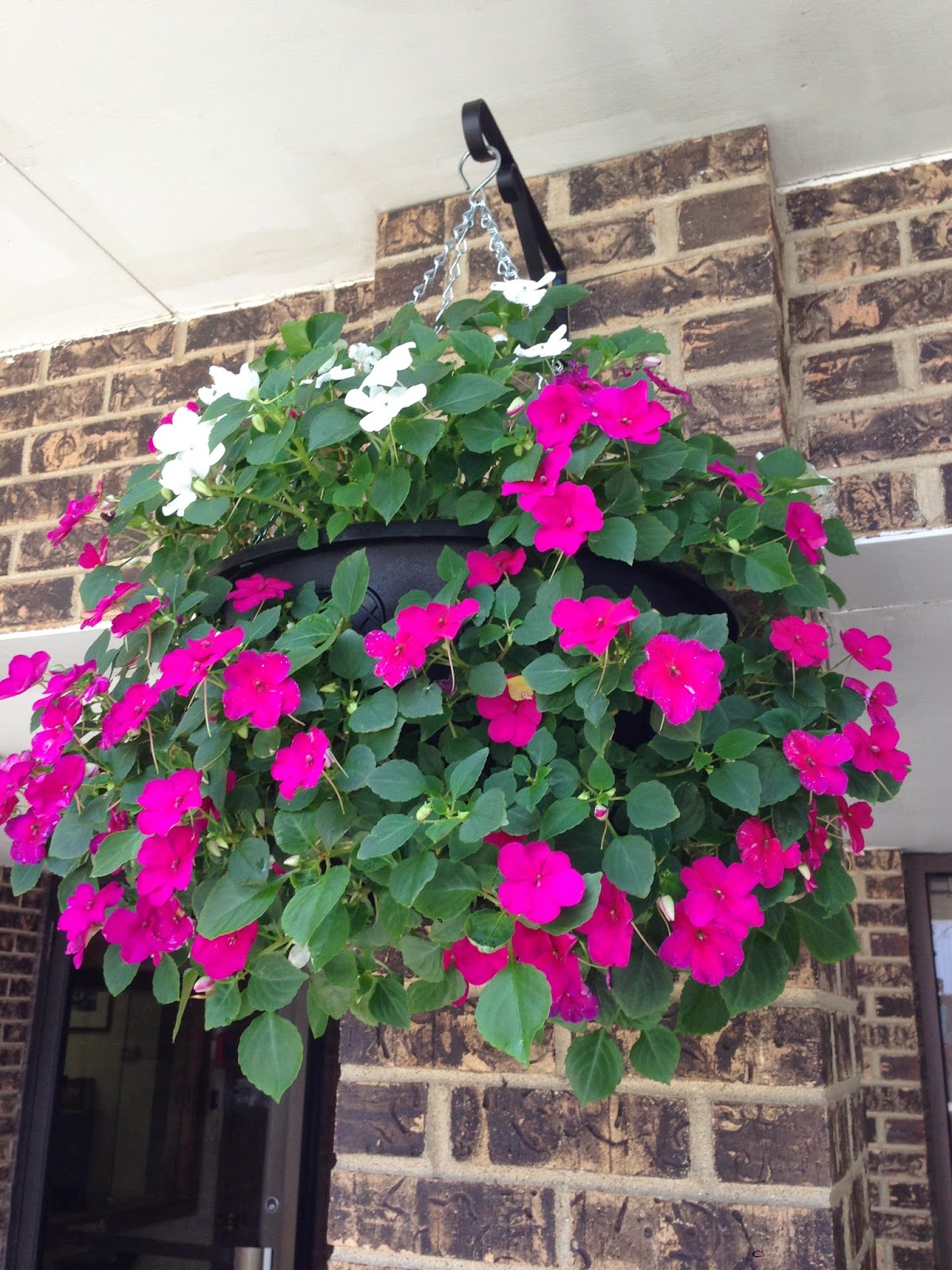 Hanging Flower Baskets Shady Business Getting the Perfect Hanging