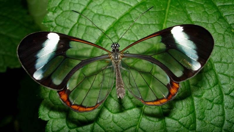 فراشة الأجنحة الزجاجية  Glasswinged+Butterfly+03