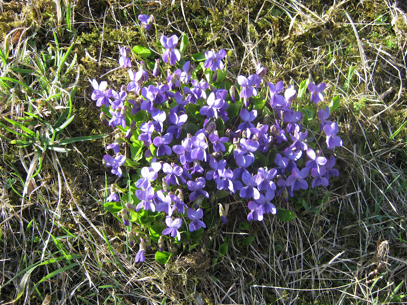 Kraepelin S Grandchildren Nietos De Kraepelin Mayo 2009