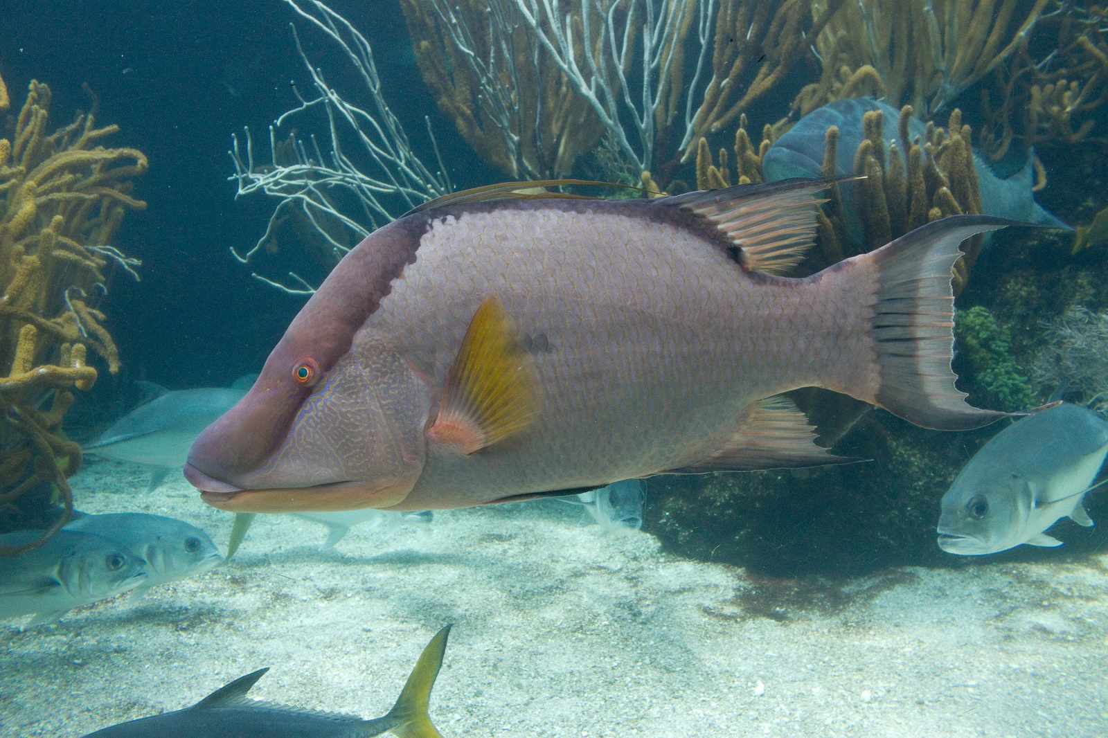real monstrosities hogfish