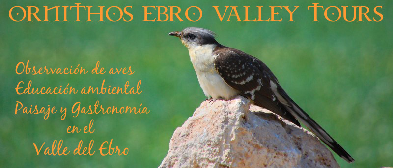   Observación de aves, educación ambiental, paisaje y gastronomía en el Valle del Ebro