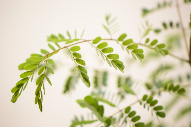 Foliage of Caesalpinia pulcherrima, amy myers photography