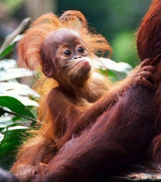 Funny Animals: Funny Orangutan Photos