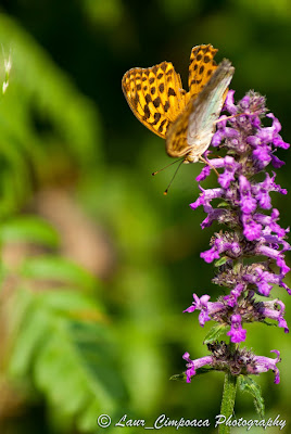 FlutureButterflyTagfalterPapilioΠεταλούδα