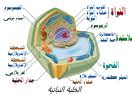 الخليه الحيه