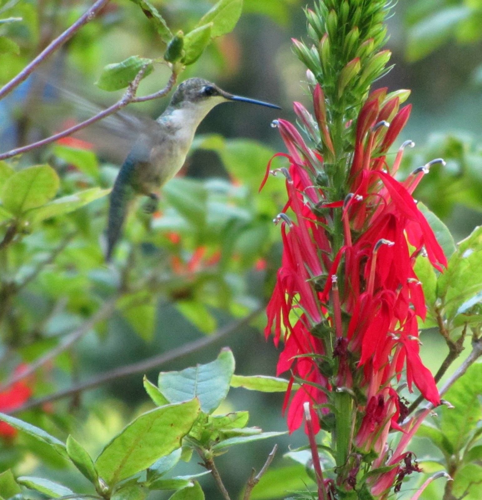 Using Native Plants The Hummingbird Games