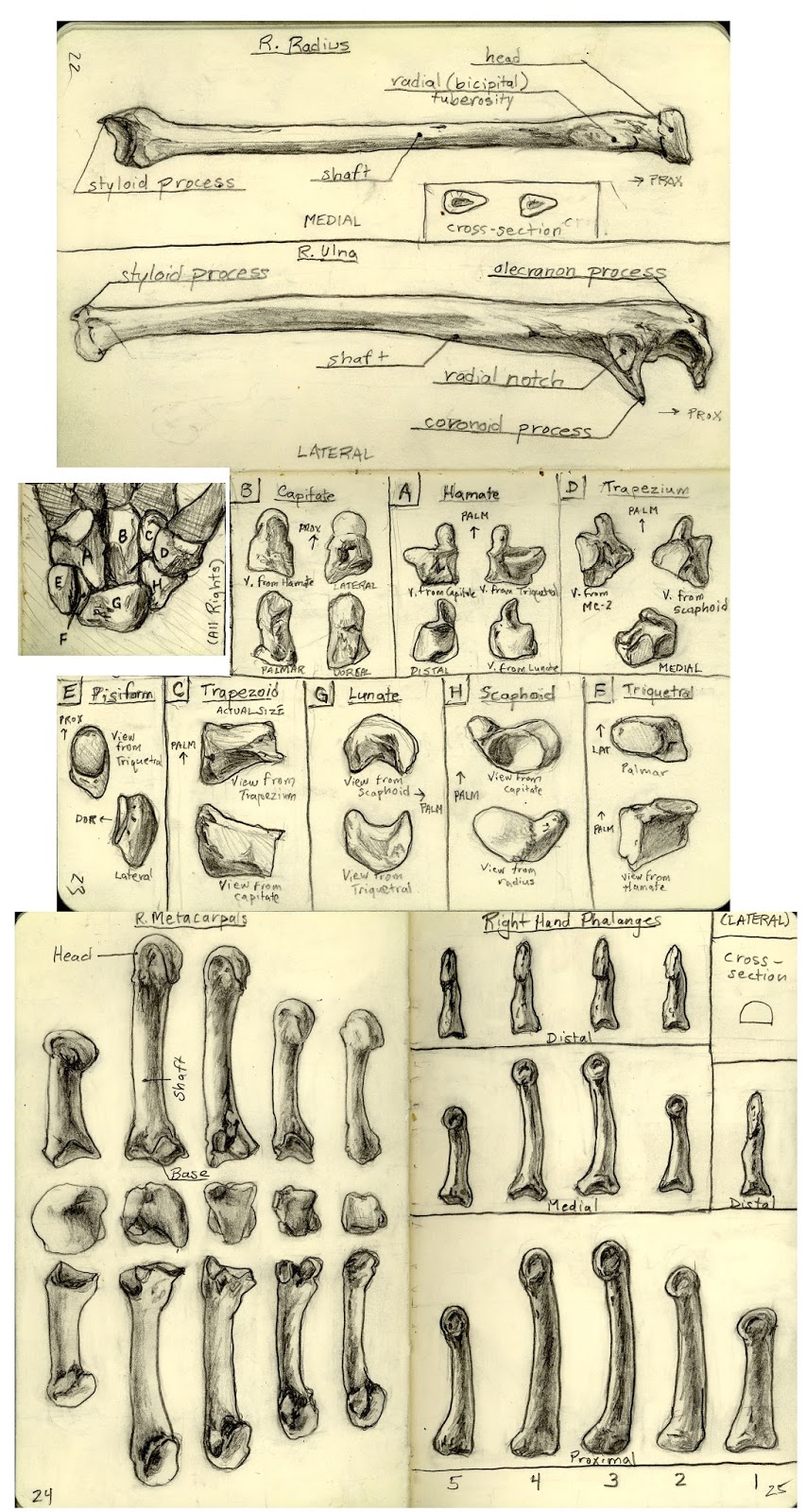 Pin by junior ioane on bones | Bones, Diagram