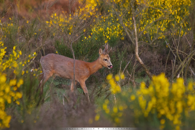 Ree tussen bloeiende Brem - Roe Deer between flowering Broom - Capreolus capreolus