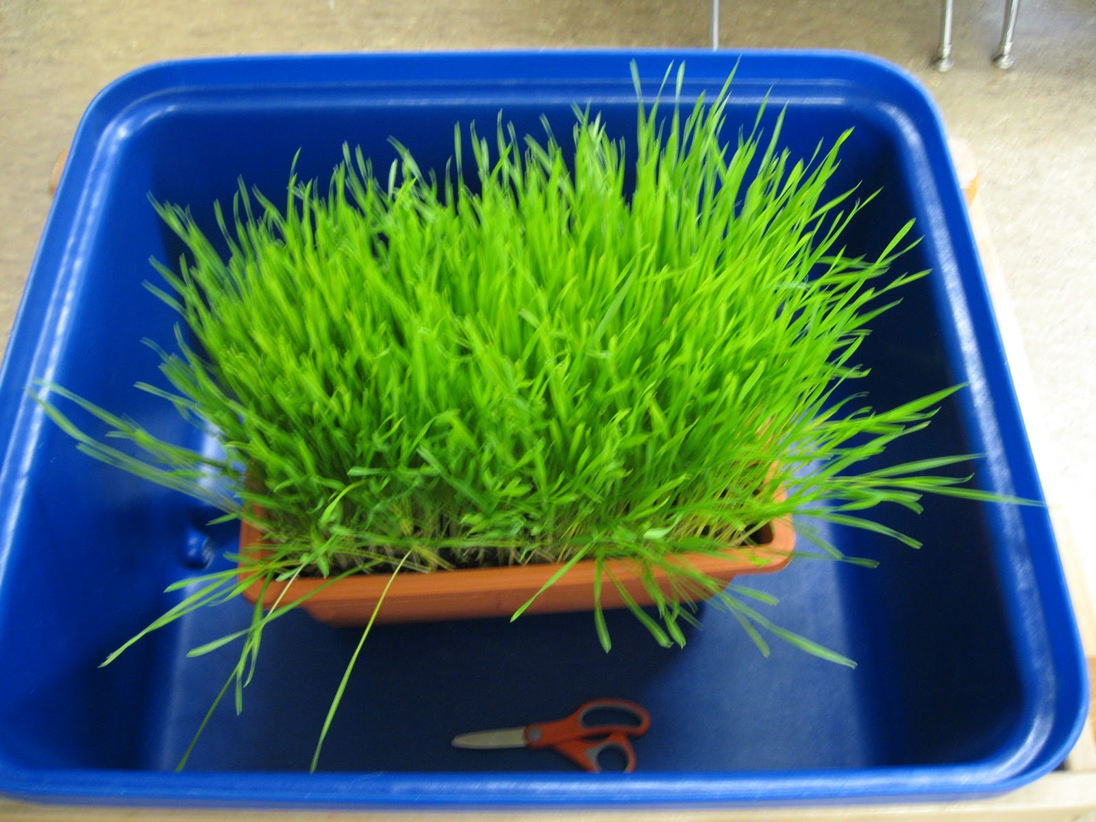 Grass Cutter Scissor