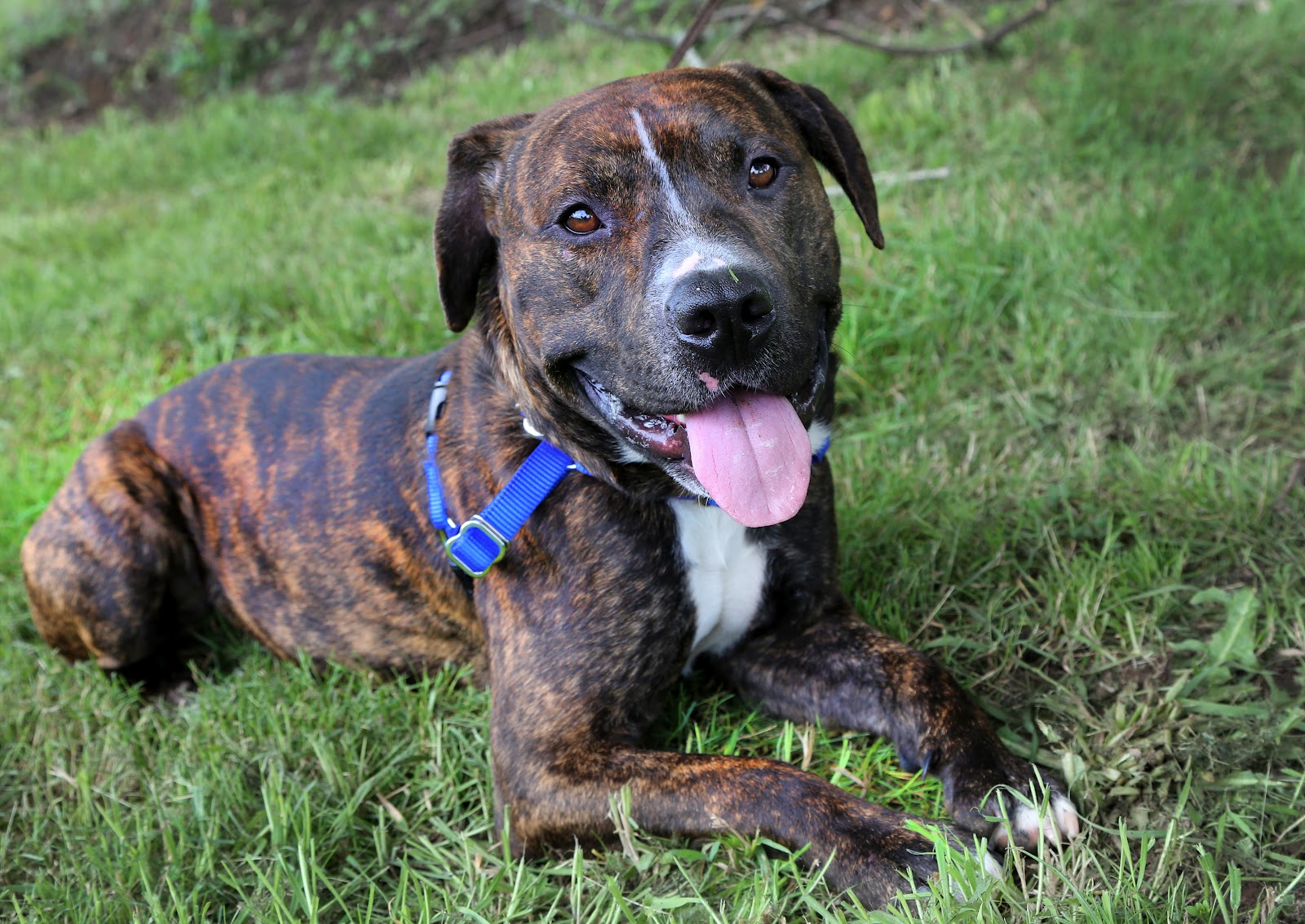 brindle colored dogs brindle brindle colored dogs brindle