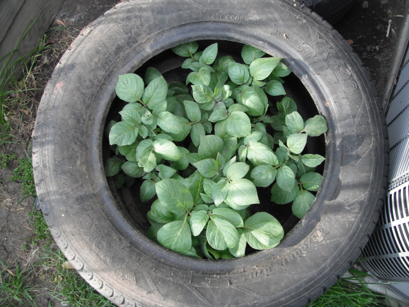 PARTY Gardening 101 Growing Potatoes in Tires Part II