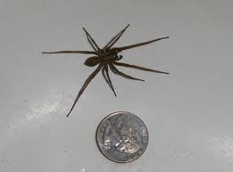 Post It Notes From Hades Leaving No Quarter