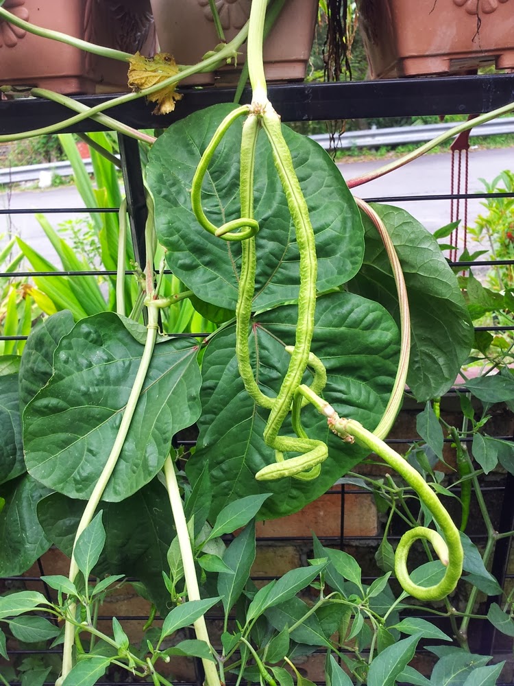 tanamsendiri grow your own gambar hari ini tanamsendiri grow your own gambar hari ini