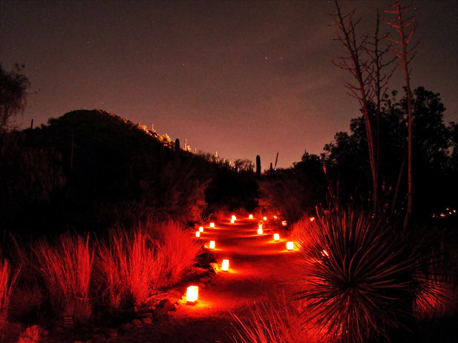 Scottsdale Daily Photo Luminarias on a trail at the Desert Botanical