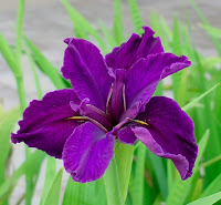 Iris [Iris tectorum Max]